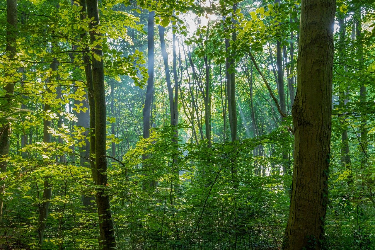 The Secrets of the Sacred Sites of the Druids